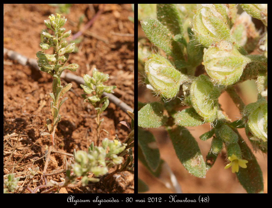 Alyssum-alyssoides